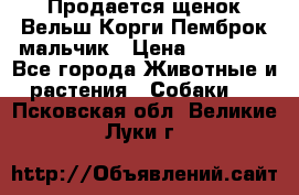 Продается щенок Вельш Корги Пемброк мальчик › Цена ­ 65 000 - Все города Животные и растения » Собаки   . Псковская обл.,Великие Луки г.